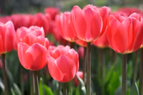 Người sinh tháng Âm lịch này được quý nhân sủng ái, kiếm tiền đỉnh