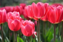 Người sinh tháng Âm lịch này được quý nhân sủng ái, kiếm tiền đỉnh