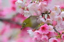 Sau Tết Nguyên đán, 4 con giáp thoát khỏi bể khổ, phất nhanh