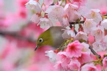 Sau Tết Nguyên đán, 4 con giáp thoát khỏi bể khổ, phất nhanh