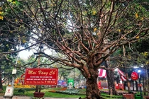 Tunisia có thể sẽ không được dự World Cup 2022 ở Qatar