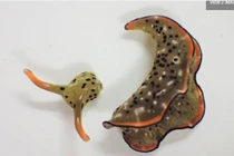 Sửng sốt loài vật tự "chặt đầu", tái sinh cơ thể mới 