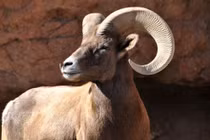 Những loài động vật lớn nhất sống trong sa mạc