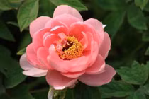 Sinh ngày Âm lịch này sau 40 tuổi sự nghiệp thuận lợi