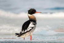 Top 10 loài động vật nhanh nhất hành tinh 