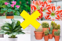 Loại cây có cho tiền cũng tuyệt đối không rước vào nhà