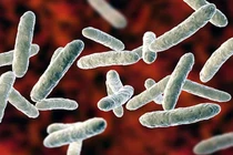 Cảnh báo về loại vi khuẩn nguy hiểm lây lan ở trẻ nhỏ