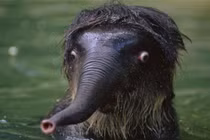 Loạt ảnh "siêu ngố" của động vật khiến bạn không thể nhịn cười 