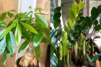 3 loại 'hoa may mắn', mang đầy hương vị tiền bạc