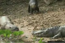 Loài vật có vẻ ngoài thánh thiện lại khiến cá sấu bỏ chạy