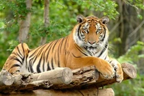 3 con giáp càng bớt nóng tính sự nghiệp càng vượng phát thành công