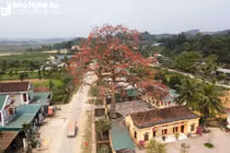 Độc đáo cây gạo trăm tuổi 'thắp lửa' rực rỡ đường quê