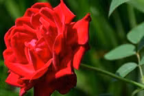 Sinh vào 5 ngày Âm lịch này, linh hoạt lại phản ứng nhanh