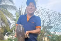 Câu được cá trê khủng nặng gần 10kg, người đàn ông thả lại ao