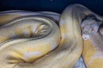 Trăn khổng lồ dài gần 5m đoàn tụ với chủ sau mất tích