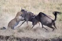 Video: Bị linh dương đầu bò húc, báo hoa mai chạy “té khói” 