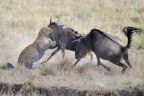 Video: Bị linh dương đầu bò húc, báo hoa mai chạy “té khói” 