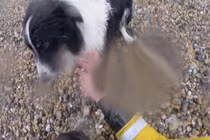 Cái kết bất ngờ khi giải cứu chú chó rơi xuống vách đá 30m