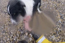 Cái kết bất ngờ khi giải cứu chú chó rơi xuống vách đá 30m