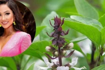 Rau rẻ bèo ở Việt Nam sang Dubai bỗng thành... cây cảnh