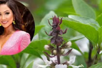 Rau rẻ bèo ở Việt Nam sang Dubai bỗng thành... cây cảnh