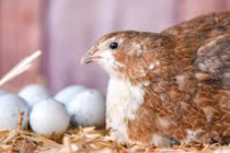 Vì sao chim cút lại là loài chim mắn đẻ nhất trong tự nhiên?