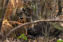 Gấu chết thảm dưới nanh vuốt “chúa sơn lâm” 