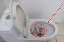 Mua cá chạch về thông tắc bồn cầu, chàng trai nhận kết đắng