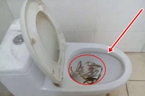 Mua cá chạch về thông tắc bồn cầu, chàng trai nhận kết đắng