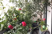 Căn hộ penthouse gia chủ tự thiết kế ban công với vườn hồng mini