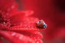 4 con giáp thu nhập gấp đôi, không lo nghèo khó trong hè 2023