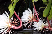 Bất ngờ loại hoa trắng ngần chỉ nở về đêm là đặc sản bổ dưỡng