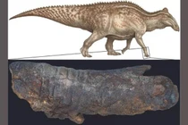 Xác ướp "quái vật" ở Mỹ: 67 triệu tuổi mà như mới chết 