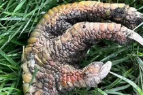 Bí ẩn người phụ nữ tìm thấy móng vuốt “khủng long” ở vườn