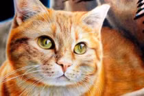 4 con giáp sinh ra đã “ngậm thìa vàng”, được Thần Phật che chở