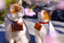 Phụ nữ thuộc 3 con giáp này càng về già càng giàu có, sung túc