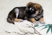 Tuần mới (1/8 - 7/8), 3 con giáp gặp đủ xui xẻo, tiểu nhân rình rập 