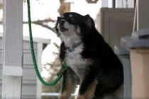 Chó trở thành triệu phú sau khi chủ qua đời 