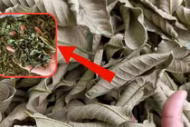 Loại lá phơi khô cực tốt cho sức khỏe nhiều người không biết