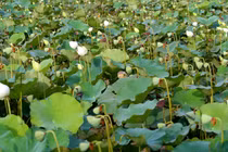 Đầm hoa sen trắng tinh khôi ở Hà Nội đua sắc cùng vẻ đẹp thiếu nữ