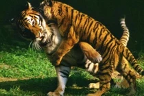 ‘Vén màn’ bí mật tại sao hổ không chết đói khi về già? 