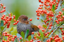 Từ tháng 5, 4 con giáp có cuộc sống dư dả, sung sướng