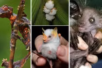 20 loài động vật kỳ lạ nhất hành tinh