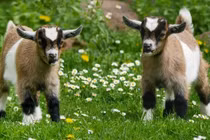 Tuổi Mùi sinh tháng âm lịch này số mệnh cực tốt