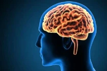 10 hiểu biết sai lầm về não bộ con người