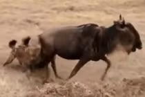 Video: Linh dương đầu bò thoát chết ngoạn mục trước miệng linh cẩu