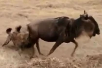 Video: Linh dương đầu bò thoát chết ngoạn mục trước miệng linh cẩu