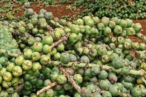 Cây dại xưa không ai ngó, nay dân đi hái về bán 240.000/kg