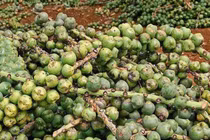 Cây dại xưa không ai ngó, nay dân đi hái về bán 240.000/kg