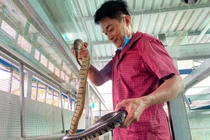 Cho rắn ở nhà lầu, anh nông dân thu trăm triệu mỗi năm